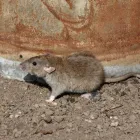 Przedsiębiorstwo 1 wizerunek ANTYINSEKT Kategoria w Płock MZ