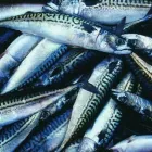 Przedsiębiorstwo 1 wizerunek ATLANTIC HURTOWNIA RYB Owoce Morza w Gliwice SL