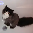 Przedsiębiorstwo 1 wizerunek AZOREK STRZYŻENIE I PIELĘGNACJA PSÓW I KOTÓW Zwierzęta Domowe - Hodowla, Pielęgnacja, Tresura w Katowice SL