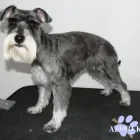 Przedsiębiorstwo 2 wizerunek AZOREK STRZYŻENIE I PIELĘGNACJA PSÓW I KOTÓW Zwierzęta Domowe - Hodowla, Pielęgnacja, Tresura w Katowice SL