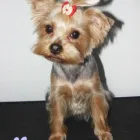 Przedsiębiorstwo 3 wizerunek AZOREK STRZYŻENIE I PIELĘGNACJA PSÓW I KOTÓW Zwierzęta Domowe - Hodowla, Pielęgnacja, Tresura w Katowice SL