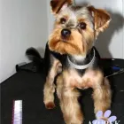 Przedsiębiorstwo 4 wizerunek AZOREK STRZYŻENIE I PIELĘGNACJA PSÓW I KOTÓW Zwierzęta Domowe - Hodowla, Pielęgnacja, Tresura w Katowice SL