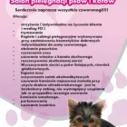 Przedsiębiorstwo 2 wizerunek BELLA SALON PIELĘGNACJI PSÓW I KOTÓW Kategoria w Piła WP