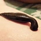 Przedsiębiorstwo 2 wizerunek BERTA ROGUS MEDYCYNA NATURALNA Medycyna Naturalna w Poznań WP