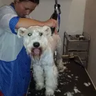 Przedsiębiorstwo 2 wizerunek CZYSTY PUPIL SAMOOBSŁUGOWA MYJNIA DLA ZWIERZĄT, FRYZJER DLA ZWIERZĄT Kategoria w Bytom SL