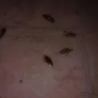 Przedsiębiorstwo 5 wizerunek DEZYNFEKCJA, DEZYNSEKCJA, DERATYZACJA Kategoria w Lubin DS