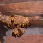 Przedsiębiorstwo 6 wizerunek DEZYNFEKCJA, DEZYNSEKCJA, DERATYZACJA Kategoria w Lubin DS