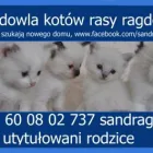 Przedsiębiorstwo 1 wizerunek HODOWLA KOTÓW RASOWYCH RAGDOLL SANDRAG.PL Kategoria w Bytom SL