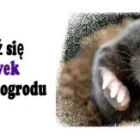 Przedsiębiorstwo 4 wizerunek INSEKTKILLER DEZYNSEKCJA DEZYNFEKCJA DERATYZACJA Kategoria w Rzeszów PK