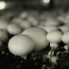 Przedsiębiorstwo 18 wizerunek OKECHAMP S.A. (WŁAŚCICIEL MARKI OLE) Zdrowa Żywność w Poznań WP