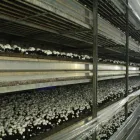 Przedsiębiorstwo 20 wizerunek OKECHAMP S.A. (WŁAŚCICIEL MARKI OLE) Zdrowa Żywność w Poznań WP