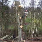 Przedsiębiorstwo 3 wizerunek PIELĘGNACJA I CHIRURGIA DRZEW Ochrona Środowiska w Kraków MA