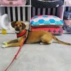 Przedsiębiorstwo 1 wizerunek PINKY PAWS ANNA MAGIER w Łódź LD