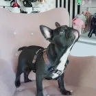 Przedsiębiorstwo 3 wizerunek PINKY PAWS ANNA MAGIER w Łódź LD