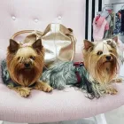 Przedsiębiorstwo 6 wizerunek PINKY PAWS ANNA MAGIER w Łódź LD