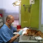 Przedsiębiorstwo 1 wizerunek PRZYCHODNIA WETERYNARYJNA PROVET S.C. Weterynaria - Usługi w Warszawa MZ