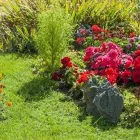 Przedsiębiorstwo 5 wizerunek SZKÓŁKA DRZEW I KRZEWÓW SZYCA Ogrodnicze Artykuły, Sprzęt w Katowice SL