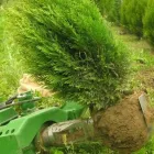 Przedsiębiorstwo 6 wizerunek SZKÓŁKA DRZEW I KRZEWÓW SZYCA Ogrodnicze Artykuły, Sprzęt w Katowice SL