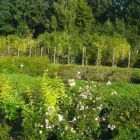 Przedsiębiorstwo 10 wizerunek SZKÓŁKA DRZEW I KRZEWÓW SZYCA Ogrodnicze Artykuły, Sprzęt w Katowice SL