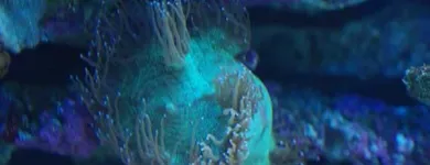 Przedsiębiorstwo 9 wizerunek AKWA MARIN OLIVIER OSSYWA Zoologiczne Sklepy w Kraków MA