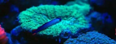 Przedsiębiorstwo 12 wizerunek AKWA MARIN OLIVIER OSSYWA Zoologiczne Sklepy w Kraków MA