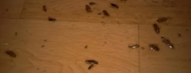 Przedsiębiorstwo 3 wizerunek DEZYNFEKCJA, DEZYNSEKCJA, DERATYZACJA Kategoria w Lubin DS