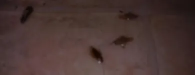 Przedsiębiorstwo 5 wizerunek DEZYNFEKCJA, DEZYNSEKCJA, DERATYZACJA Kategoria w Lubin DS