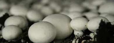 Przedsiębiorstwo 18 wizerunek OKECHAMP S.A. (WŁAŚCICIEL MARKI OLE) Zdrowa Żywność w Poznań WP