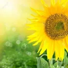 PRACOWNIA PSYCHOTERAPII. KLAUDIA PIETRZYKOWSKA