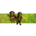 HOTEL DLA PSÓWI KOTÓW PSIA KOŚĆ